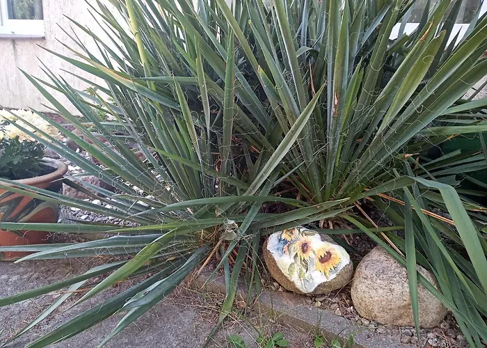 Δωμάτια σε οικογενειακή κατοικία Cichy Zakatek *